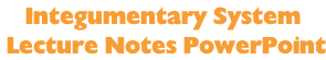 Integumentary System  Lecture Notes PowerPoint